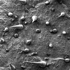scanning electron microscopic image sunflower leave