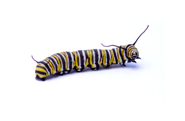 Caterpillar