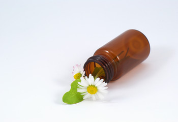 Gänseblümchen © Kanusommer