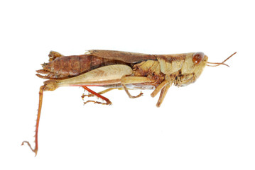 grasshopper insect