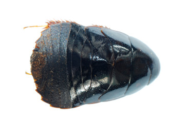 black ground roach beetle