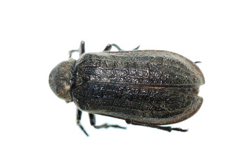 scarab beetle insect