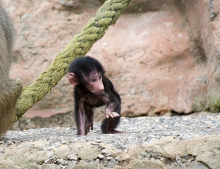 Baby Gorilla Sitting