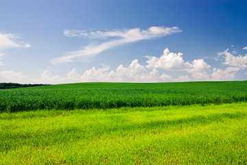 Green Field