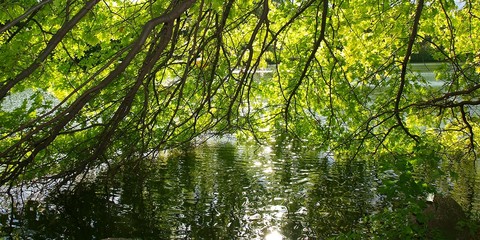 Fototapete bei efototapeten.de bestellen   