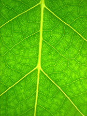 leaf texture