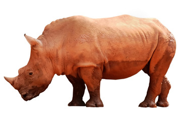 animal rhino