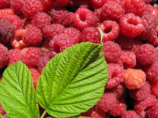 Red Raspberries as background with leaf