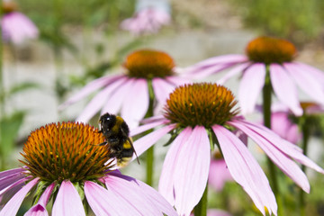 Purple echinacea purpurea with bumble bee