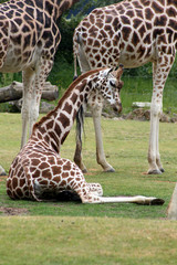 Giraffen