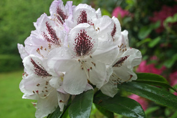 rhododendron flower after rain