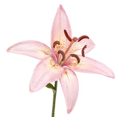 lily isolated on white background