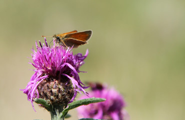 Small skipper on flower.