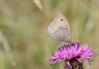 Meadow brown on knapweed.