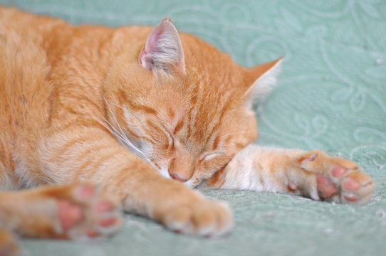 GATTO