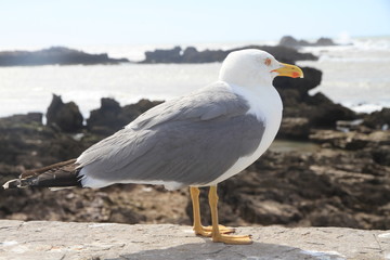 Obraz premium Möwe am Hafen von Essaouira - Marokko