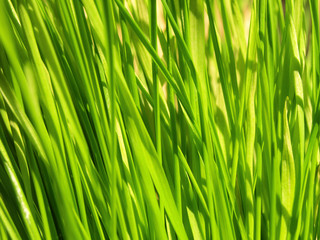Green Grass Close-Up