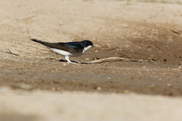House Martin, Delichon urbica