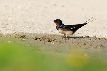 Barn Swallow, Hirundo rustica