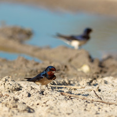 Barn Swallow, Hirundo rustica