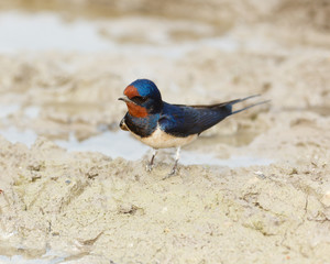Barn Swallow, Hirundo rustica