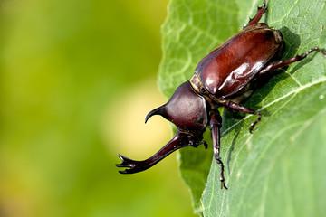 r Rhinoceros beetle (Allomyrina dithotomus)