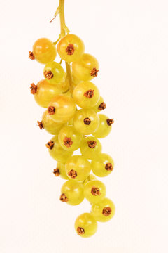 Johannisbeeren12