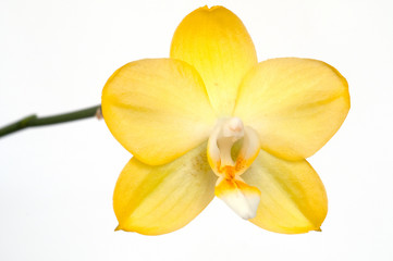 Naklejka na ściany i meble ¯ółty kwiat orchidei z Phalaenopsis