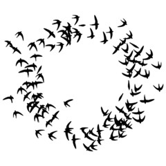 wandtattoo kreisende schwalben