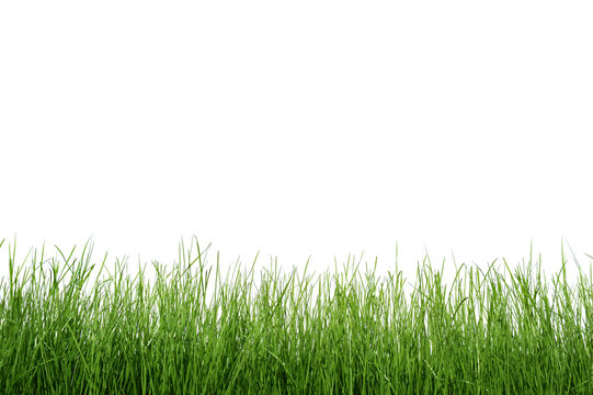Gras 7