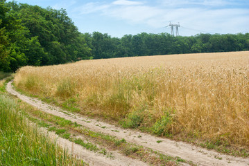 Fototapeta na wymiar Landscape with country road and wheat field.