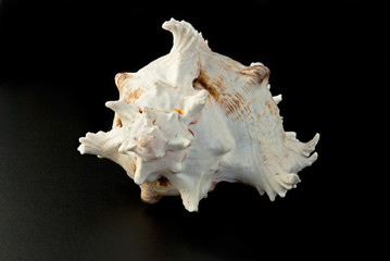 sea shell over black background