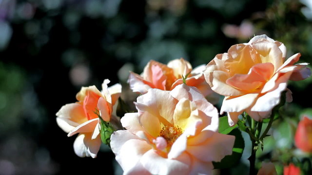 Ecru roses