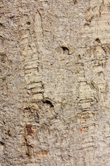 Texture of surface of tree's bark