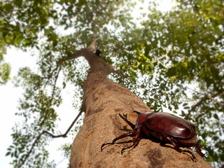 Rhinoceros beetle (Allomyrina dithotomus)
