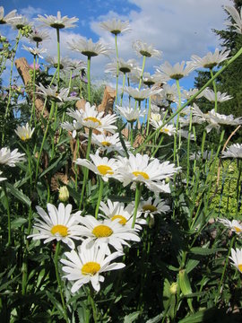 marguerites