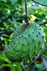 fruit Corrosol, antilles