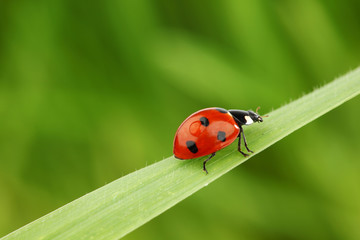 ladybug on grass