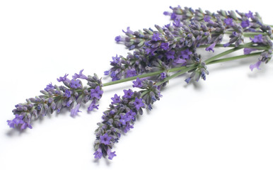 fiori di lavanda