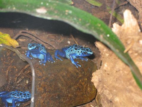 Blaue Pfeilgiftfroesche