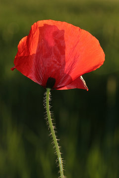Amapola