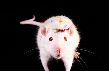 Young white rat looking up on black background