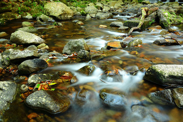 Fototapeta na wymiar fresh stream in forest