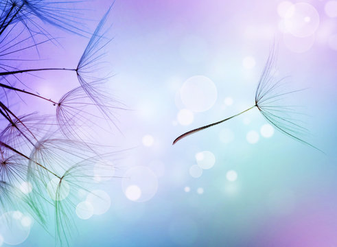 Fototapeta Beautiful Abstract flying Dandelion seeds