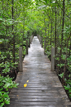 mangrove forest boardwalk © naipung