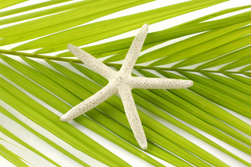 Fototapeta na wymiar Close up fresh green palm and starfish