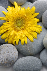 Sunflower on  pebbles at the beach