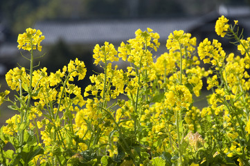 菜の花
