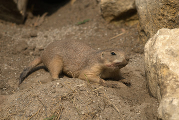 Schwarzschwanz Präriehund