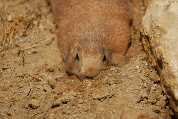 Schwarzschwanz Präriehund